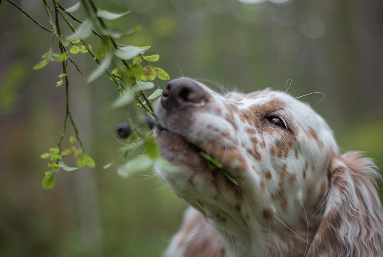 Can Dogs Eat Blueberries